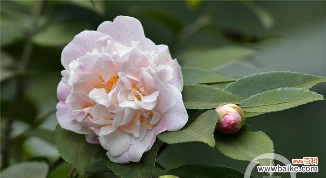 威海市花海棠花的种类与特点 威海的市花——海棠花的美丽与意义
