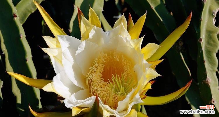 威海市花海棠花的种类与特点 威海的市花——海棠花的美丽与意义