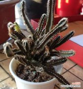 仙境之花绽放山间 万重山开花