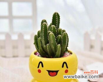 仙境之花绽放山间 万重山开花