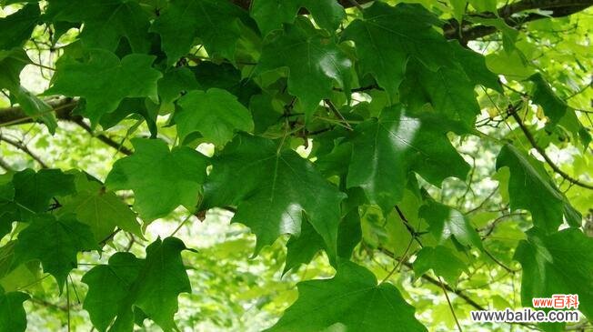 揭示梧桐树的含义与文化符号 梧桐树的象征意义与寓意