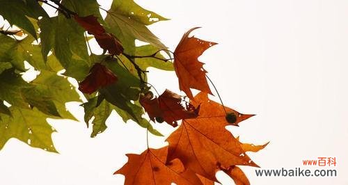 揭示梧桐树的含义与文化符号 梧桐树的象征意义与寓意