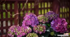 探寻无尽夏花语的深刻内涵 无尽夏的花语——绽放希望的永恒之美