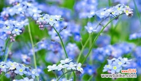 传递爱与记忆的美丽之花 勿忘我花语与象征意义