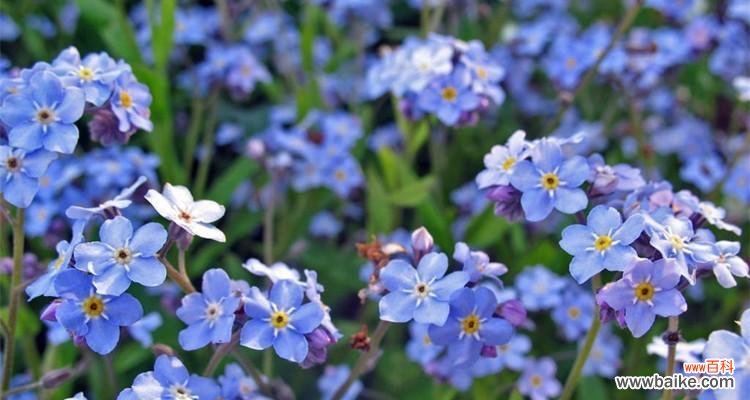 传递爱与记忆的美丽之花 勿忘我花语与象征意义