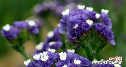 传递爱与记忆的美丽之花 勿忘我花语与象征意义