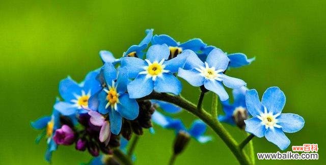 忘不了的花语 以勿忘我花的象征意义