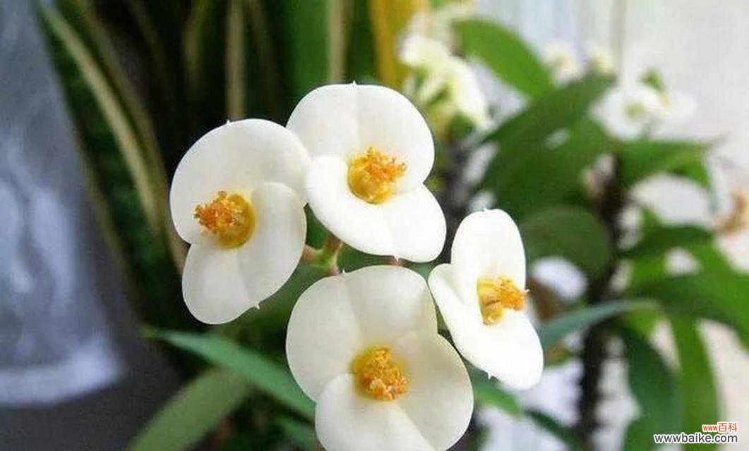 解读白色海棠的象征意义 白色海棠的花语——纯洁与美丽