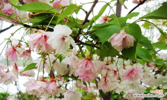 解读白色海棠的象征意义 白色海棠的花语——纯洁与美丽