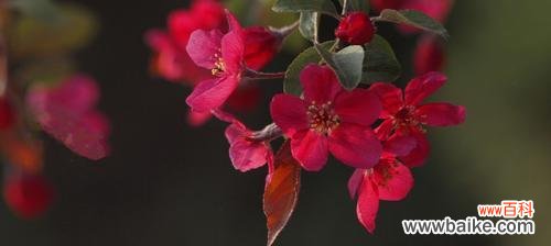 解读白色海棠的象征意义 白色海棠的花语——纯洁与美丽