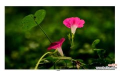 探秘白色牵牛花的花语及文化内涵 白色牵牛花的花语