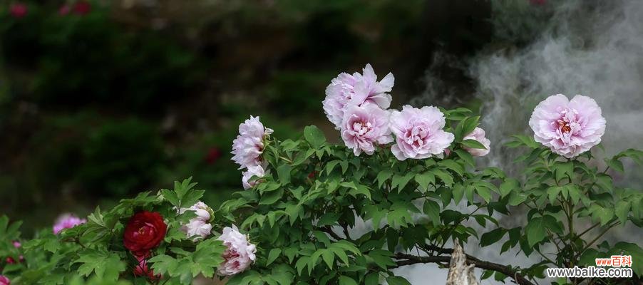 从秋牡丹的白色花语看世俗尘嚣中的纯洁与宁静 白色秋牡丹花语——繁华背后的纯洁