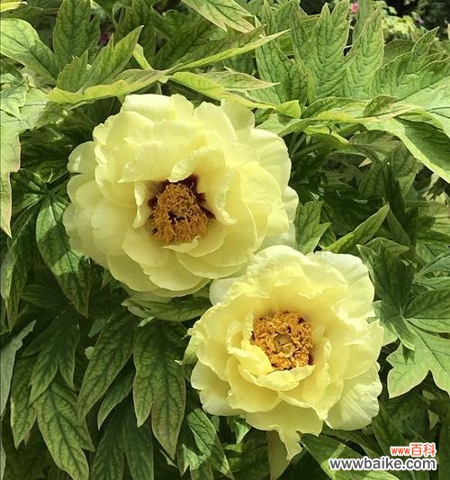 从秋牡丹的白色花语看世俗尘嚣中的纯洁与宁静 白色秋牡丹花语——繁华背后的纯洁