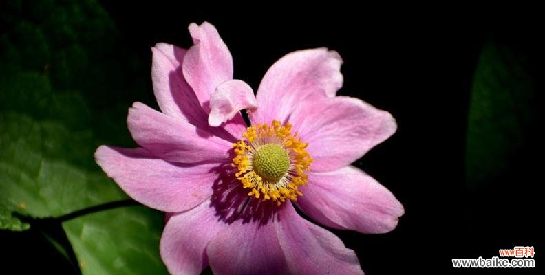 从秋牡丹的白色花语看世俗尘嚣中的纯洁与宁静 白色秋牡丹花语——繁华背后的纯洁