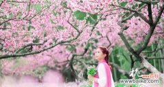 桃花盛开 白色桃花的花语