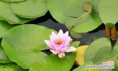 一朵白色睡莲的花语与含义 白色睡莲之花语