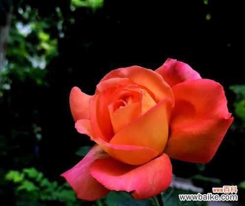 揭示白色月季的花语和象征意义 白色月季花语