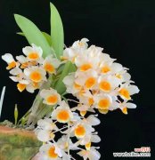 探寻白石斛兰花的花语之谜 白石斛兰花语的美丽寓意