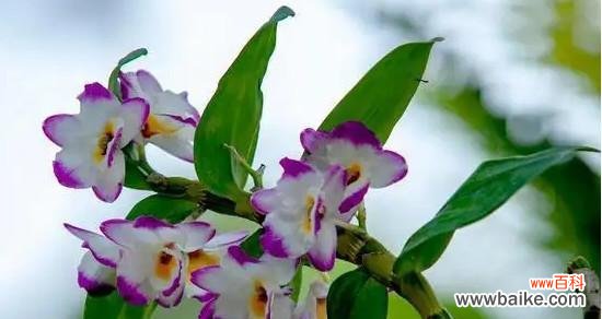 探寻白石斛兰花的花语之谜 白石斛兰花语的美丽寓意