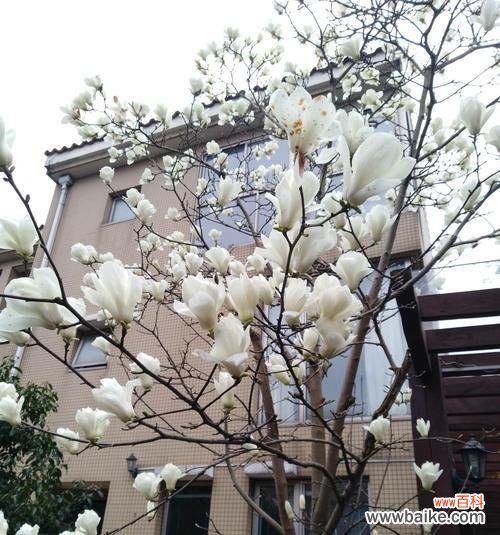 纯洁 白玉兰花的象征意义