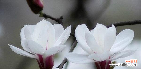 纯洁 白玉兰花的象征意义