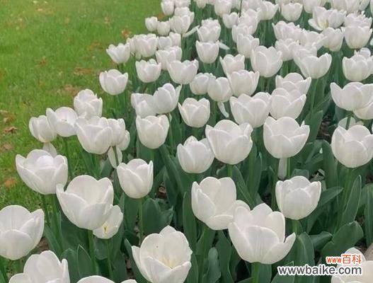 揭示白郁金香的花语以及其象征的情感 白郁金香花语