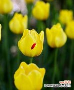 揭示白郁金香的花语以及其象征的情感 白郁金香花语