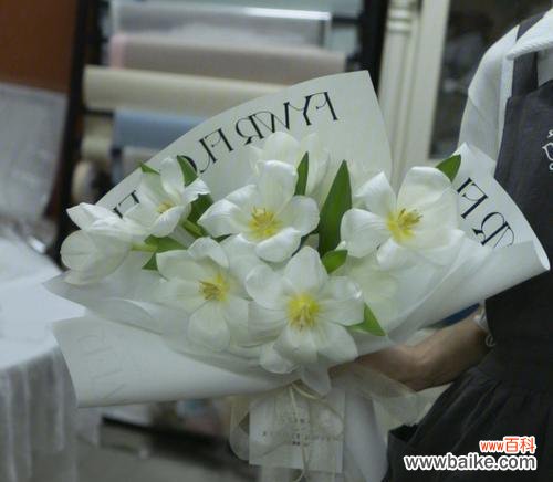 白色郁金香传递的和平与纯洁 白郁金香花语的美丽寓意