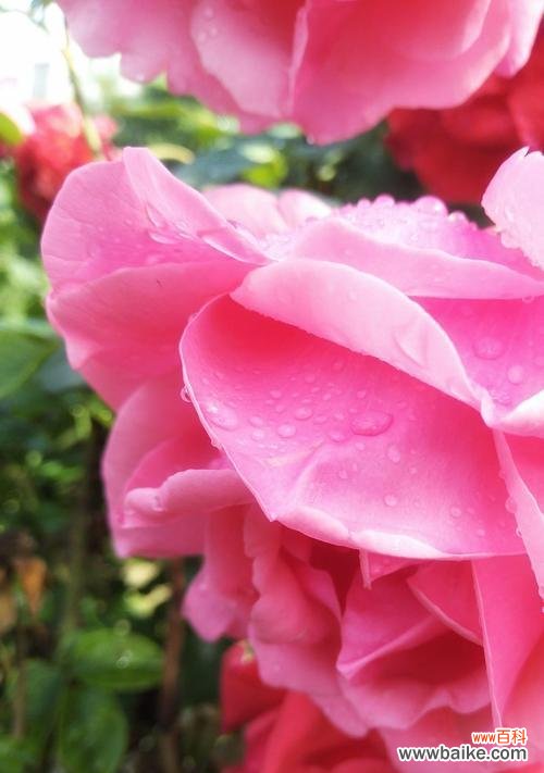 白月季花的象征和寓意 白月季花的花语与美丽传说