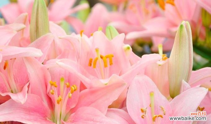 揭示百合花长势的秘密和关键因素 探究百合花长势的影响因素