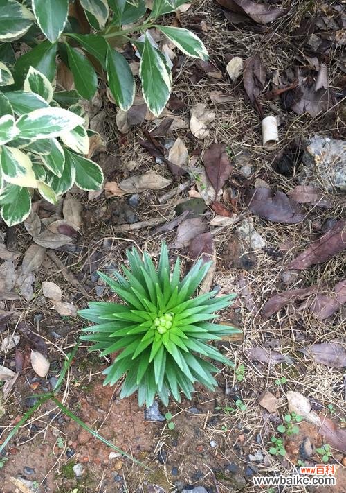 揭示百合花长势的秘密和关键因素 探究百合花长势的影响因素