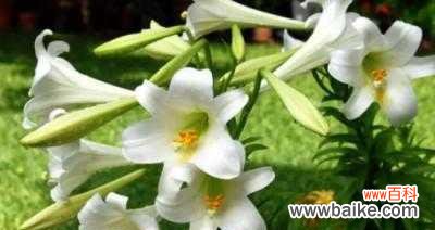 花开之间 百合花