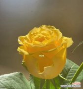 黄色玫瑰代表什么？探究花语与文化意义 黄色玫瑰的含义与象征