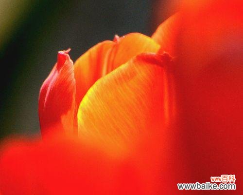 揭秘红色郁金香背后的深意 红色郁金香的花语