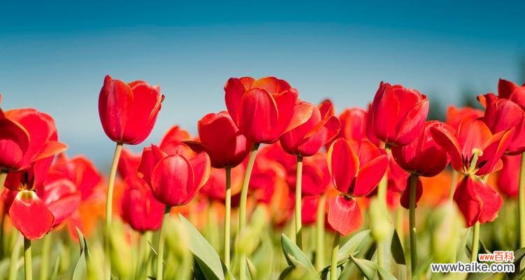 揭秘红色郁金香背后的深意 红色郁金香的花语