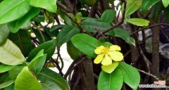 揭秘嘴唇花的多重含义 嘴唇花的花语