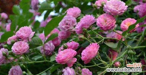 解读白色玫瑰的神秘符号 白蔷薇的含义