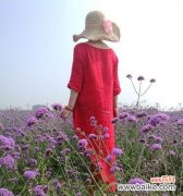 向日葵、狮子玫瑰等世界闻名的花语 马鞭草花语