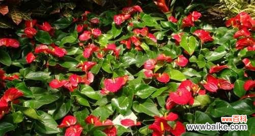 寓意深远的“火鹤”向人们传递什么信息？ 火鹤花的花语