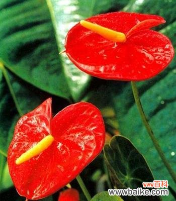 寓意深远的“火鹤”向人们传递什么信息？ 火鹤花的花语