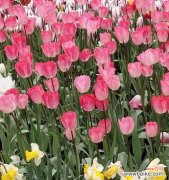 揭示郁金香代表的含义 郁金香的花语