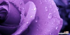 探究紫玫瑰的意义及其文化传承 紫玫瑰的花语象征与寓意