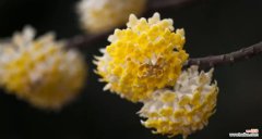 解析打结花所代表的含义 打结花的花语