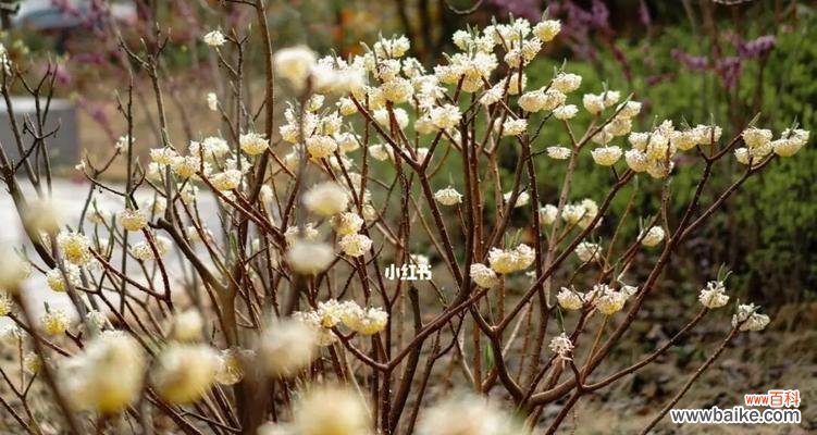 解析打结花所代表的含义 打结花的花语