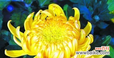 寓意丰富的雁来红,传递着爱情的祝福 花语传说