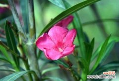 探秘夹竹桃的神秘语言和文化内涵 夹竹桃的花语和寓意