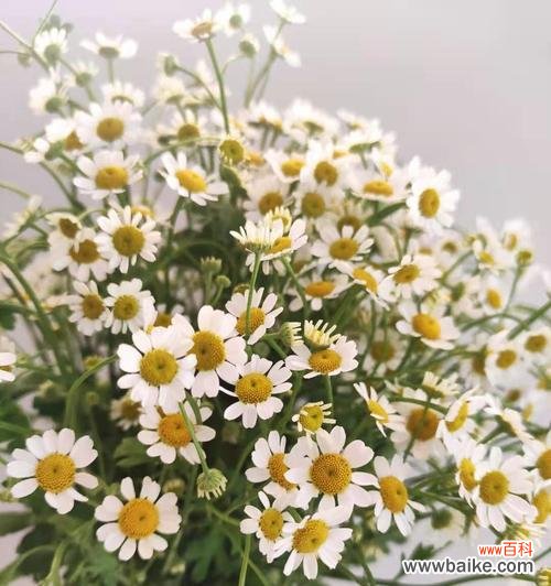 洋甘菊的花语与寓意 洋甘菊的花语与寓意