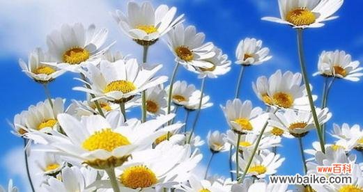 洋甘菊的花语与寓意 洋甘菊的花语与寓意