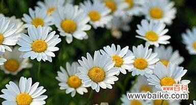 洋甘菊的花语与寓意 洋甘菊的花语与寓意
