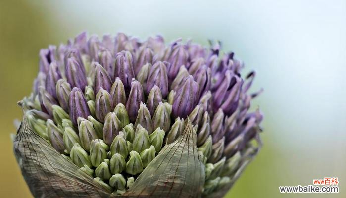 探秘洋葱的花朵和花期 洋葱开花的奇特景象